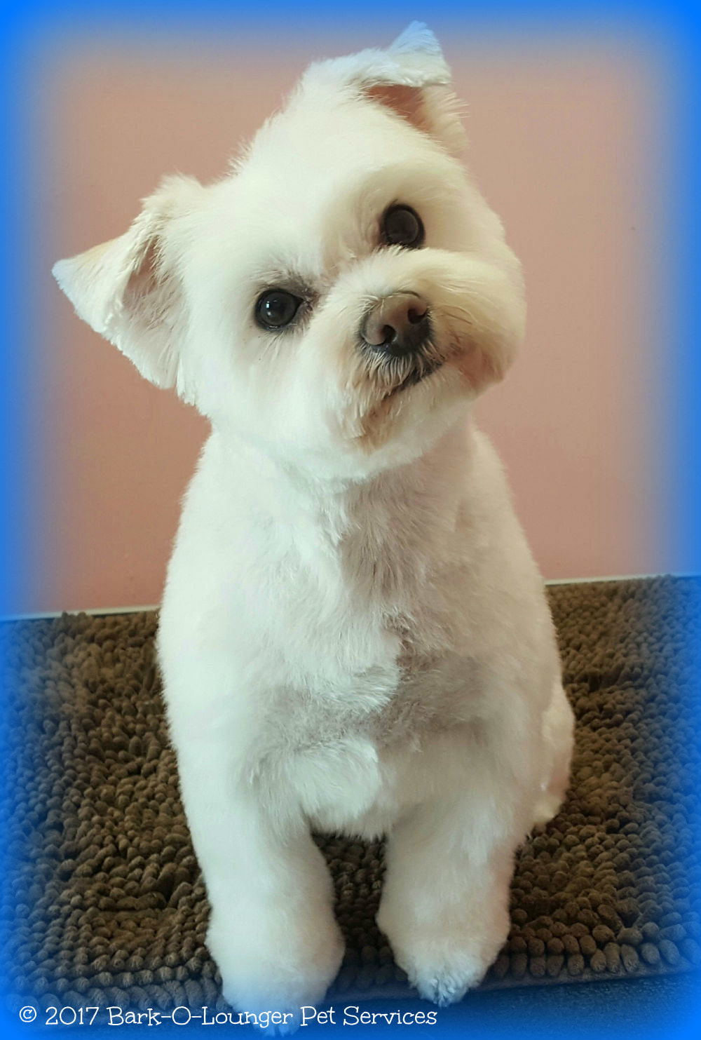 Maltese teddy shop bear cut