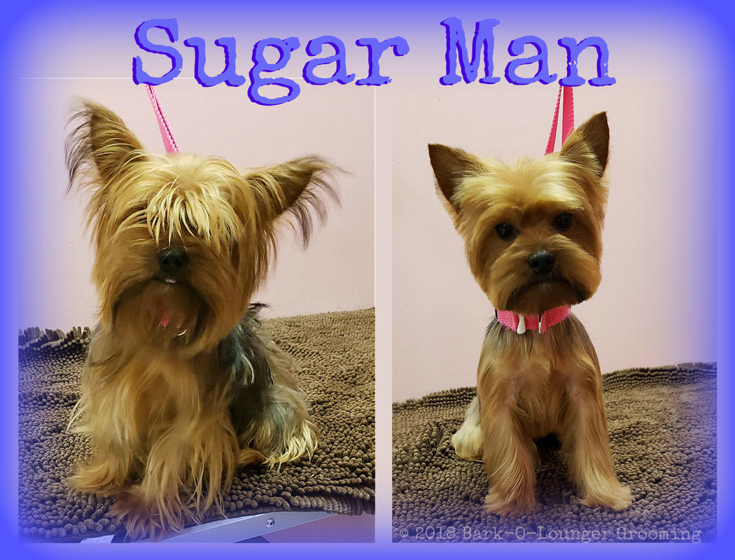 teddy bear face yorkies
