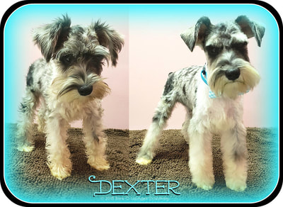 miniature schnauzer grooming