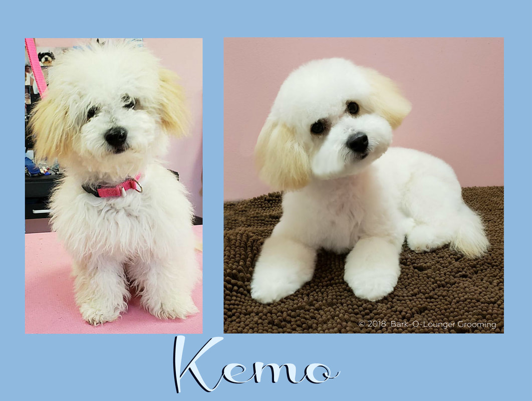 teddy bear dog maltipoo