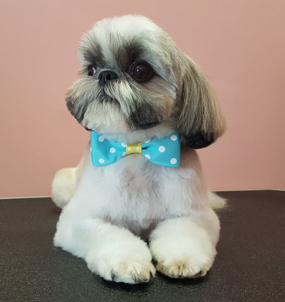 Short Shih Tzu trim