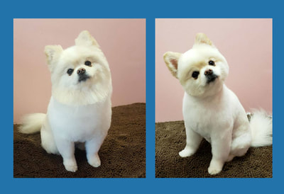 Pomeranian with haircut
